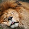 7196e-lion_sleeping